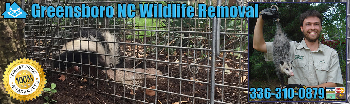 Greensboro Wildlife and Animal Removal